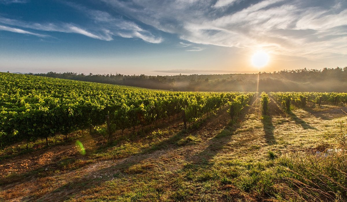 Understanding Sangiovese: Italy's Most Planted Red Grape